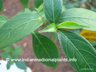 Nilgirianthus ciliatus leaf3.jpg
